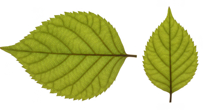 Isolated Green Leaves on Transparent Background Nature Plant Design - Powered by Adobe