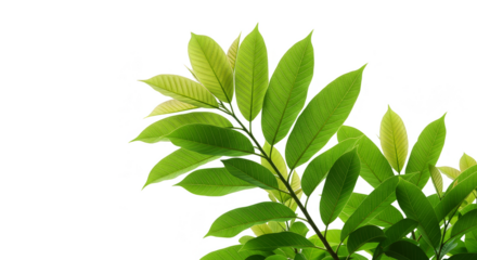 Isolated Green Leaves Transparent Background Featuring Natural Foliage