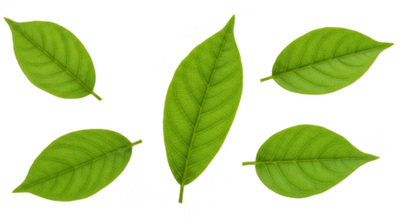 Isolated Green Leaves Transparent Background Fresh Natural Plant Still Life