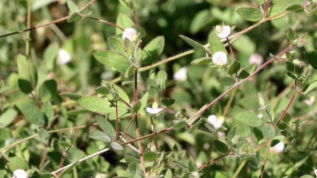 American Hookfruit Trefoil, Acmispon Americanus Variety Americanus, an enchanting native synoecious annual displaying solitary racemose inflorescences during late Spring in the Santa Monica Mountains.