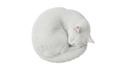 Cute White Cat Sleeping Curled Up in a Ball PNG