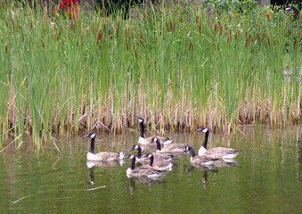 Geese flock on the water surface in park