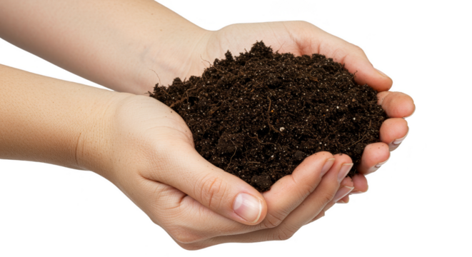 Isolated Hands Holding Dark Fertile Soil Dirt Earth Gardening on Transparent