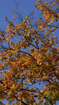 Autumn foliage background. Autumn fall leaves of maple trees. Autumn fall leaves in sunlight. Natural autumn background. Autumnal background. Foliage, falling leaves background. Fall foliage.