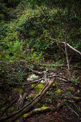 Obraz premium Exploring the Lush Vegetation of a Quiet Forest