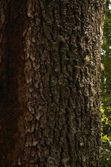 tree trunk in close up in the forest