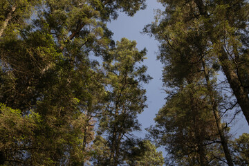 large trees in the middle of the forest