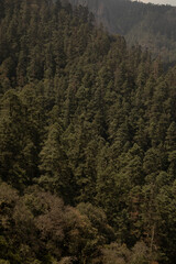 View of the forest from Peña del Cuervo in Mineral del Chico, Hidalgo, Mexico