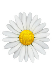 Isolated Illustration of a White Petaled Daisy with Yellow Center Isolated