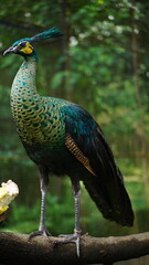 Green Peacock Perched on a Branch