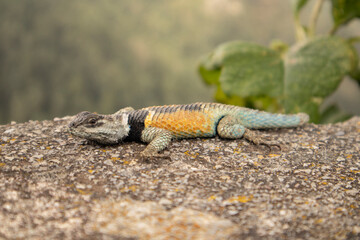 close-up of a blue and orange lizard