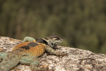 close-up of a blue and orange lizard