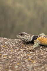 close-up of a blue and orange lizard