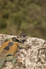close-up of a blue and orange lizard