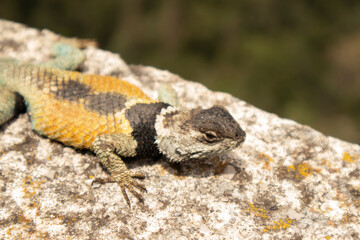 close-up of a blue and orange lizard
