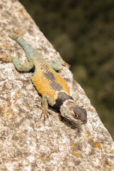 close-up of a blue and orange lizard