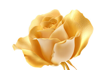 Golden yellow rose isolated on white transparent background