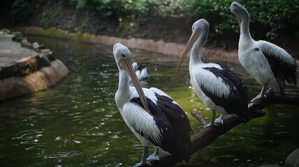 Pelicans Perched Above Water Outdoors