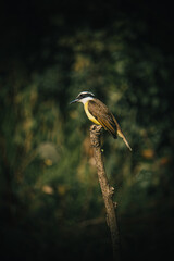 A great kiskadee (Pitangus sulphuratus) perched on a branch, with visible details of yellow and black plumage. Natural environment with green foliage all around. Ideal for projects on fauna and birds.