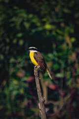 A great kiskadee (Pitangus sulphuratus) perched on a branch, with visible details of yellow and...