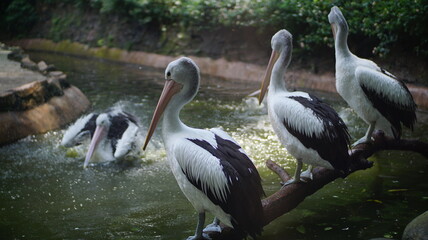 Pelicans Resting on a Branch near Water