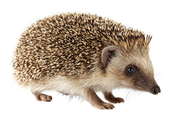 Fototapeta premium Hedgehog isolated on white transparent background