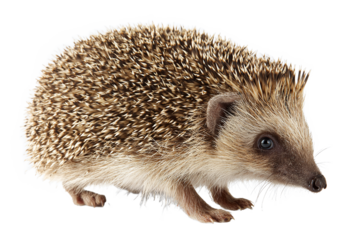 Hedgehog isolated on white transparent background