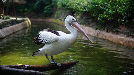 Pelican Perched on a Log in Water