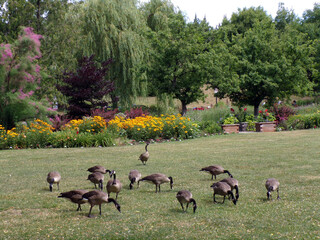 Geese flock on the grass in park