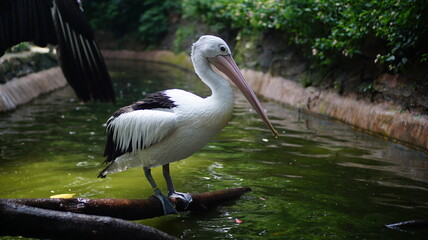 Pelican Perched on a Log in Water