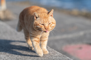 堤防を歩く可愛い猫　茶トラ猫	