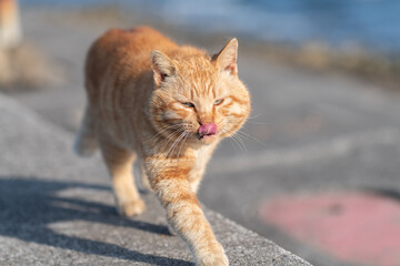 堤防を歩く可愛い猫　茶トラ猫	
