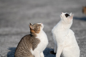 好奇心旺盛な二匹の猫