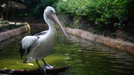 Pelican Perched on a Log in Water