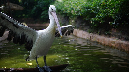 Pelican Spreading Wings Near Water