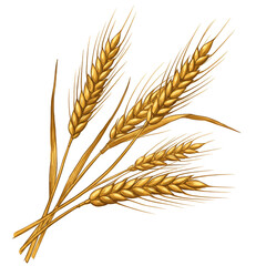 Isolated Illustration of Golden Wheat Ears Grain Harvest Agriculture