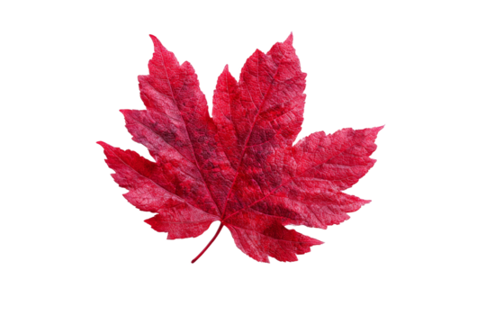 A red leaf with a white background