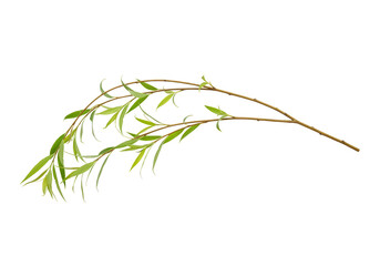Isolated Illustration of Green Leaf Branch with Transparent Background