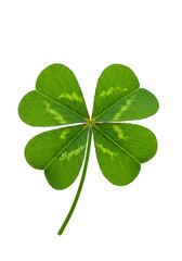 Isolated Illustration of Green Four Leaf Clover Sign of Luck