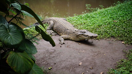 Wild Crocodile Resting Near Water on Grassy Bank in Natural Habitat Under Sunlight