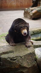 Portrait of Sun Bear Sitting Calmly on Rock in Natural Habitat with Wildlife Background
