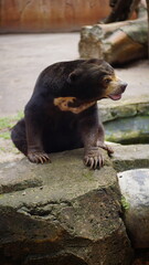 Close Up Portrait of Sun Bear Showing Facial Details and Unique Markings in Natural Habitat