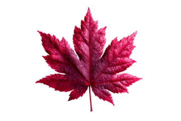 A red leaf with a pinkish hue