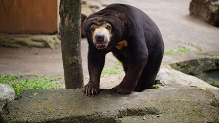 Close Up of Sun Bear Resting on Stone Surface Surrounded by Nature and Forest Environment