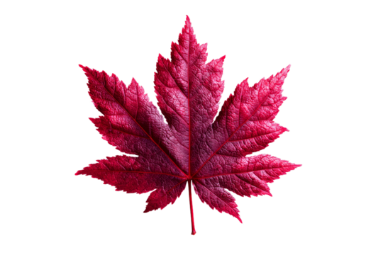 A red leaf with a pinkish hue - Powered by Adobe