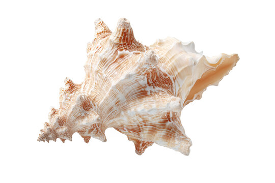 sea shell isolated white on transparent background