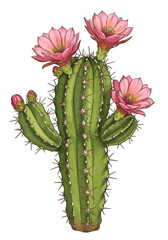Illustration of Pink Cactus Flowers on Transparent Background Botanical Art