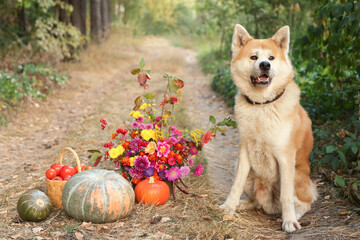 Akita Inu dog farmer with autumn vegetables harvest and autumnal bouquet flowers in garden. Harvesting different fall organic vegetable. Farming gardening agriculture concept