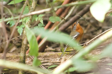 Horco Molle Rufous-tailed Plantcutter (Phytotoma rutila) in Tucumán, Argentina: Andean Native Bird