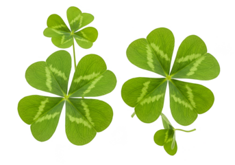Isolated Image of Green Shamrock Clover Plant on Transparent Background
